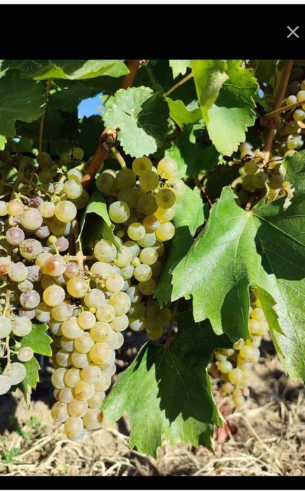 Butasi de vita de vie de anul 2 și de 3