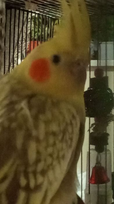 Клетка с кареллой.