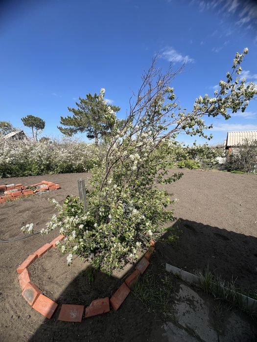 Продам или сдам в аренду дачу