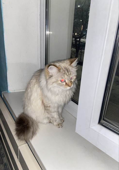 Сибирская кошечка