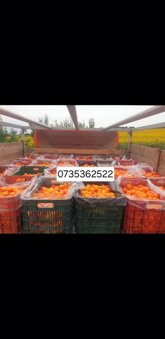 Caise pentru țuică – preț bun, cantități mari