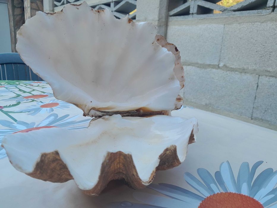 Морски артикули декорация