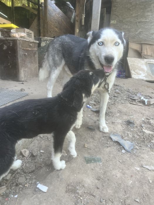 Donez spre adoptie pui de husky siberian. Somova, Tulcea.