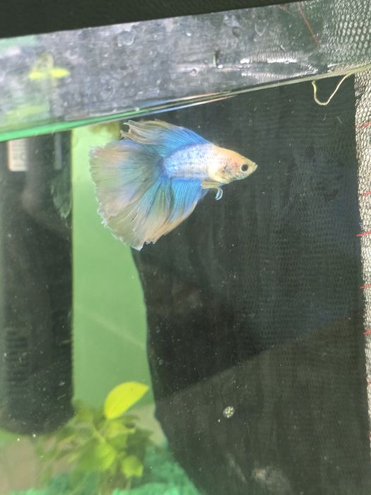 Masculi betta de vanzare