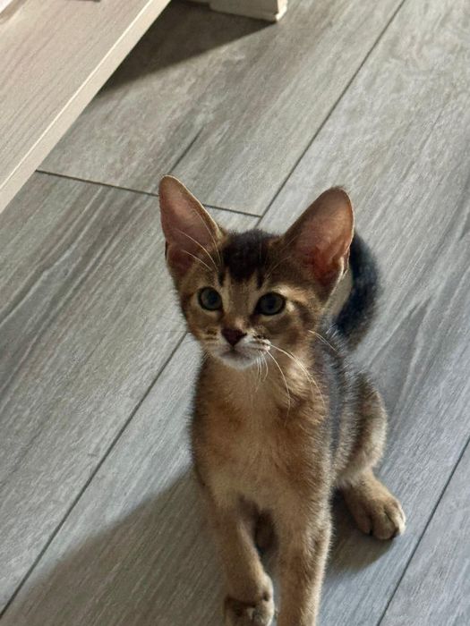 Котята Чаузи  чистые линии SBT