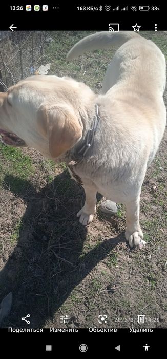 Собака продаю за 10000