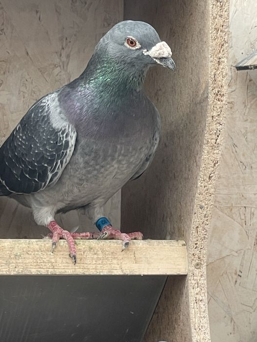 Porumbei de vanzare.