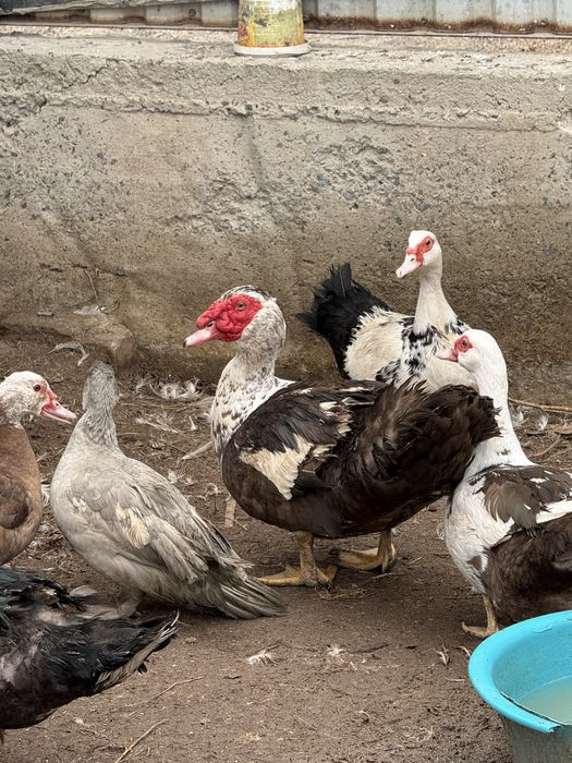 Индоутка еркегі, селезень индоутки