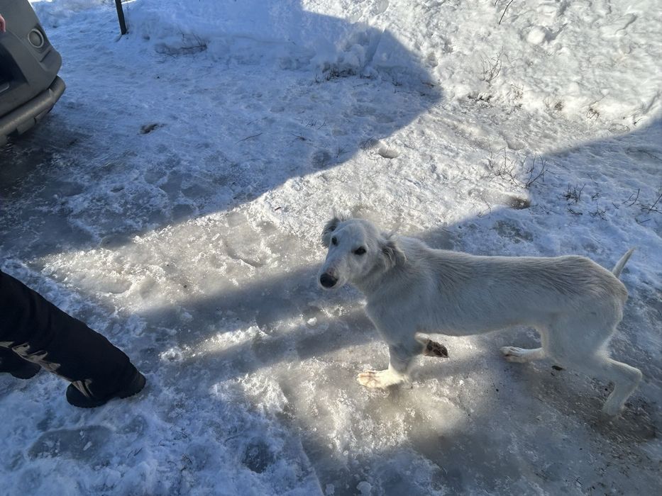 Продам тазы еркек