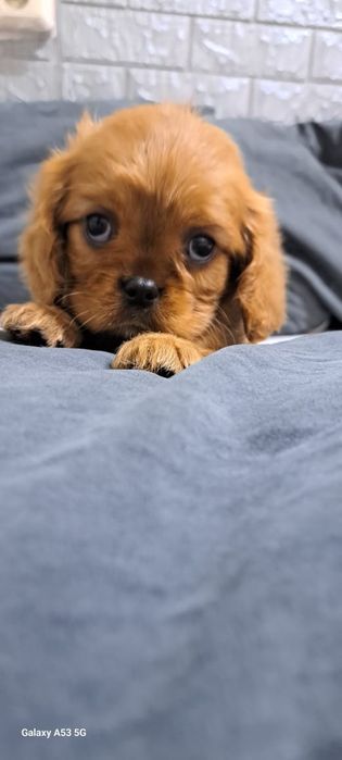 Кавалер кинг Чарльз спаниель