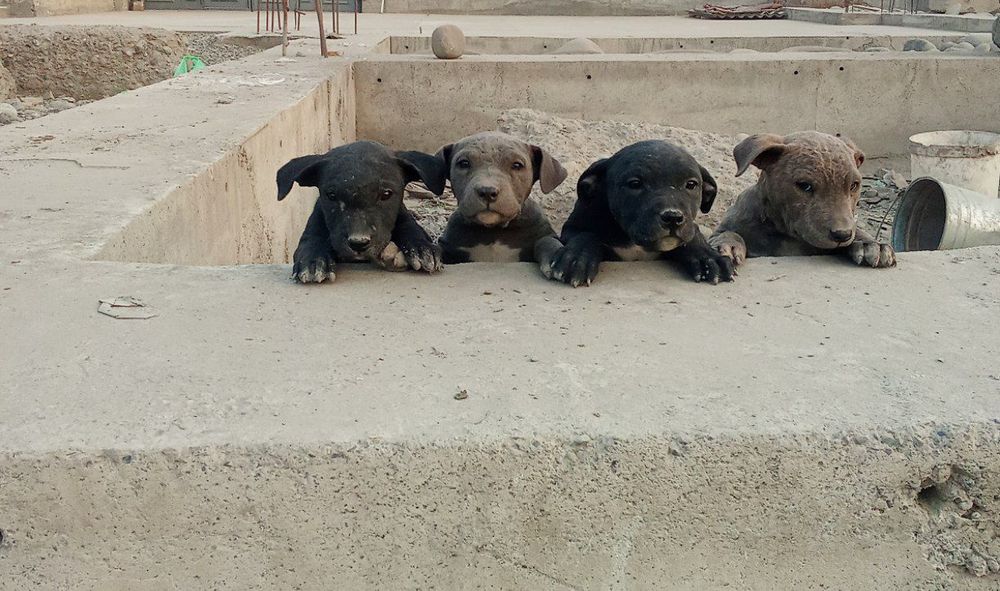 Продаётся Собака питбуль