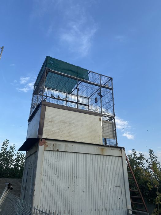 Voliera porumbei 2500x2500x2000 inaltimea