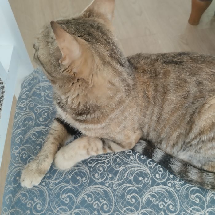 Кошка-мышеловка взрослая