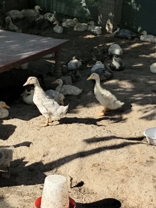 Zotli broyler ordak jojalari Adler va Goluboy favorit