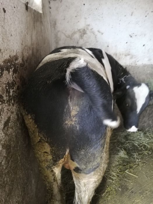 Vand doi viței baltati
