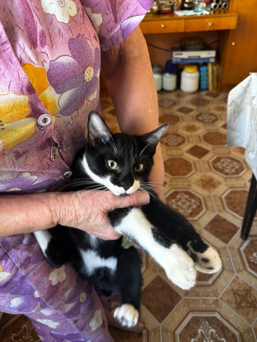 отдам котят бесплатно