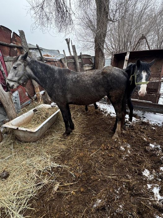 Бие кобыла байтал