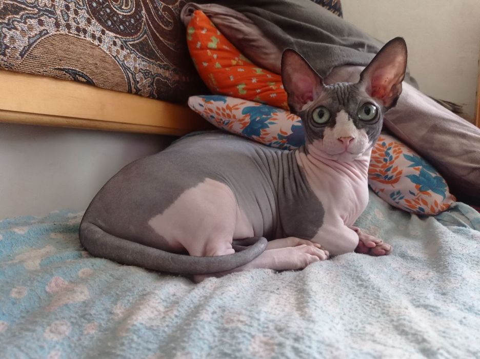 Кот БАМБИНО на вязку