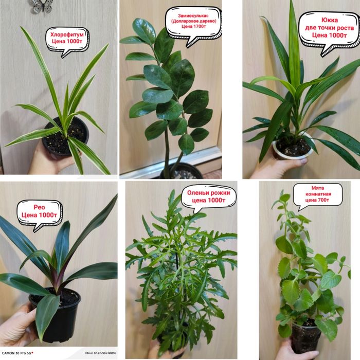 Продам комнатные цветы!