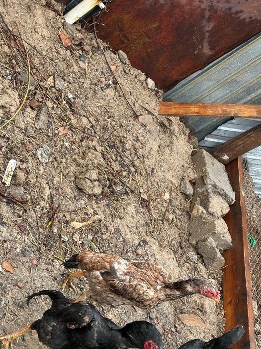 Дакан тауык сатылады