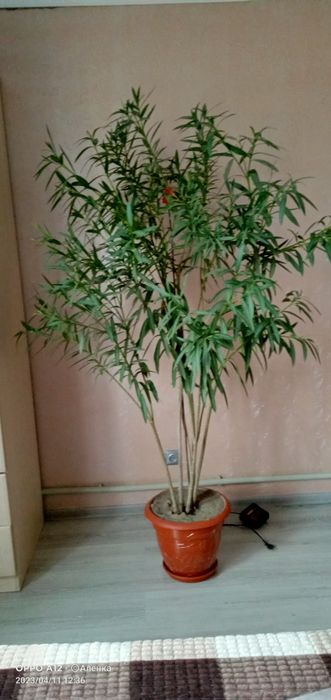 Домашний цветок , Алеандр