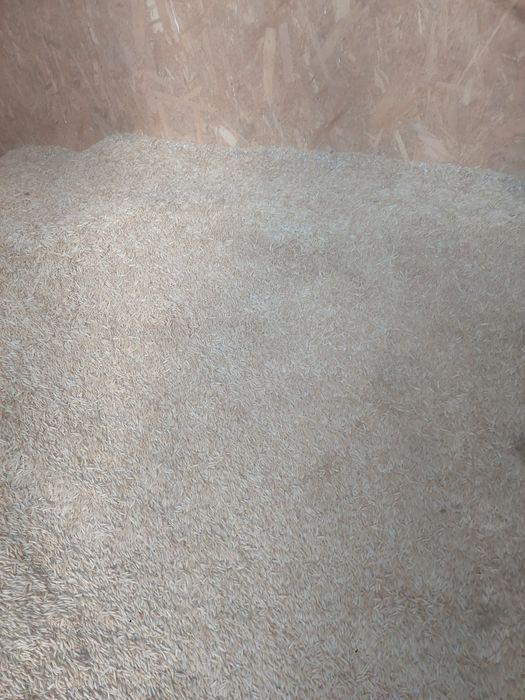 Vând ovăz de primăvară