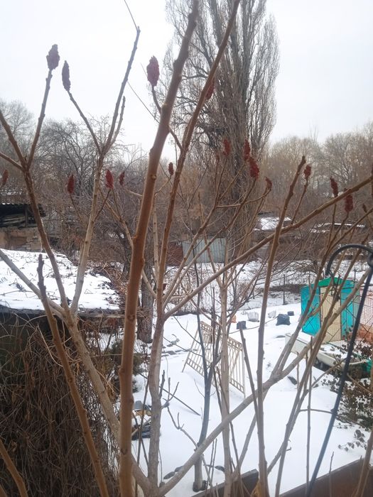 Саженцы, Сумаха.красивое дерево