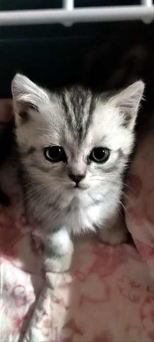 Продаются Скотишь фолды