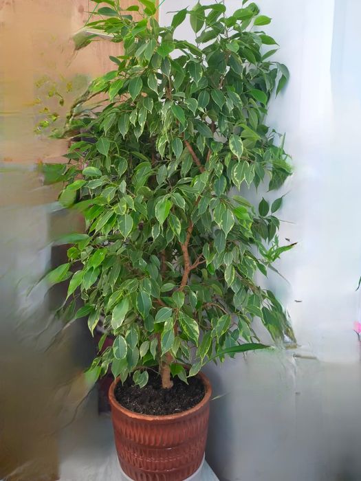 Фикус Бенджамина продам за наличный расчёт. Высота 110 см.
