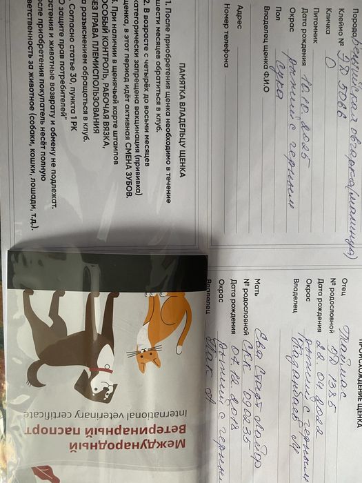 Продаю бельгийскую овчарку