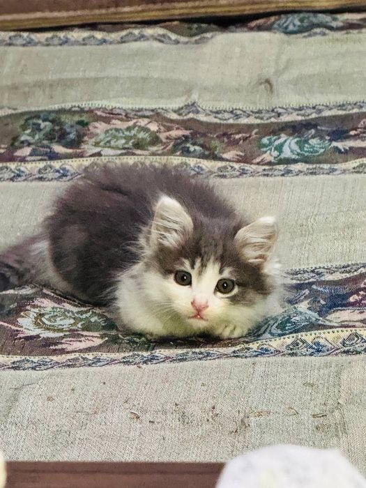 Котёнок в добрые руки