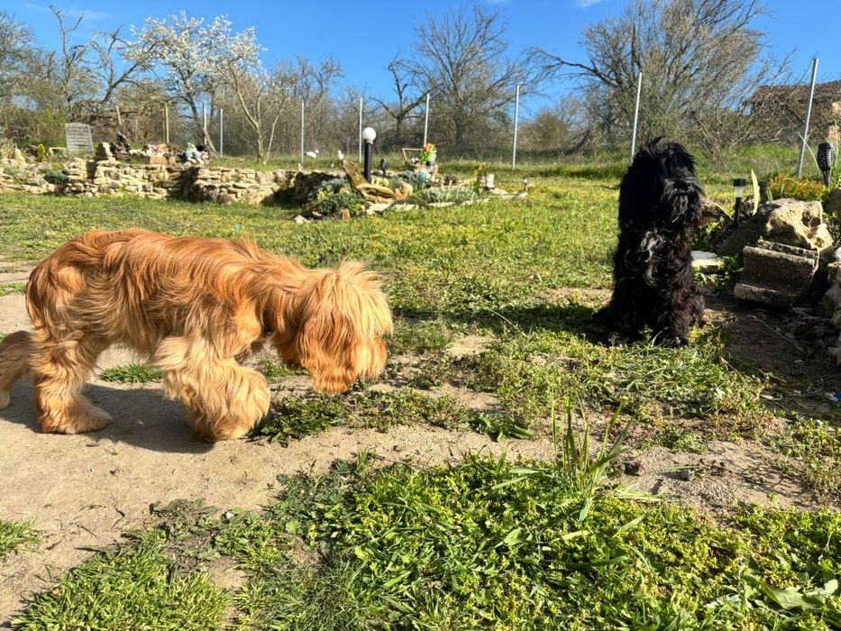 Продавам кокер - лагото