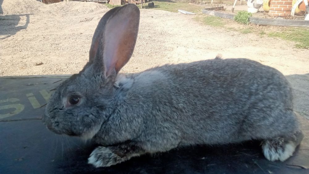 Продаются  кролики