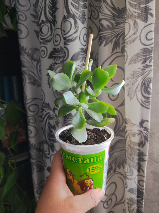 Продам цветы комнатные