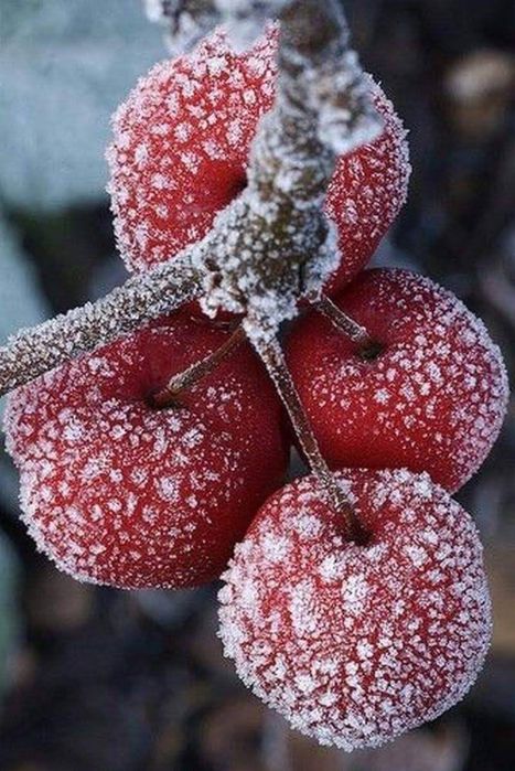 Замороженная вишня / мұздатылған шие