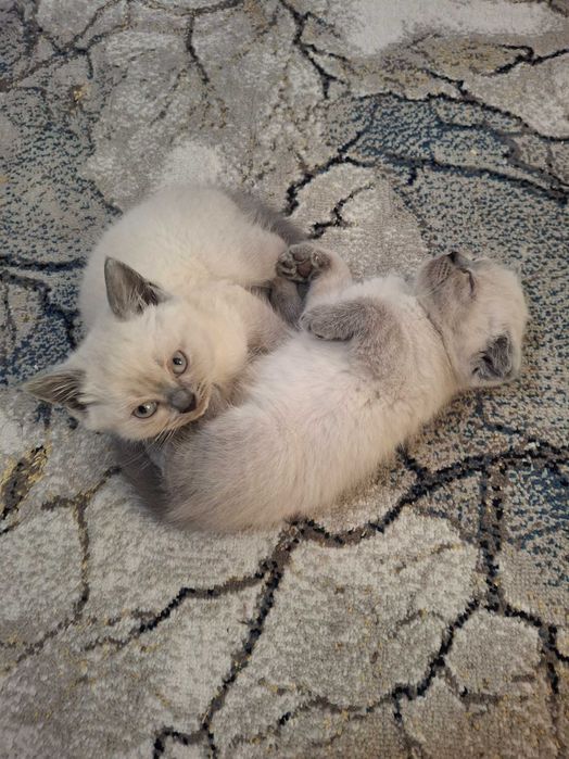 Катёнок Скотиш фолд. Скотиш страйт