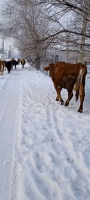 2бас буаз Сименталь сиыр сатылады 3 тайынша Сименталь сатылады
