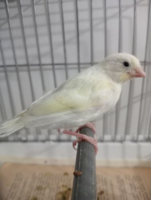 Kanareka oq maladoy sotiladi