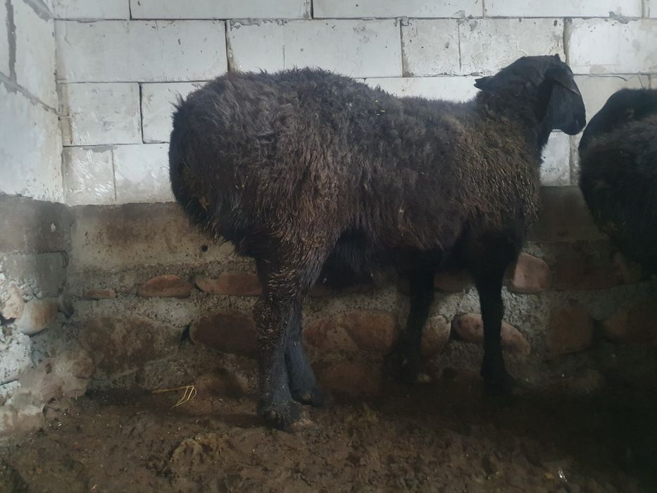 Кучкор 4 ёш соглом