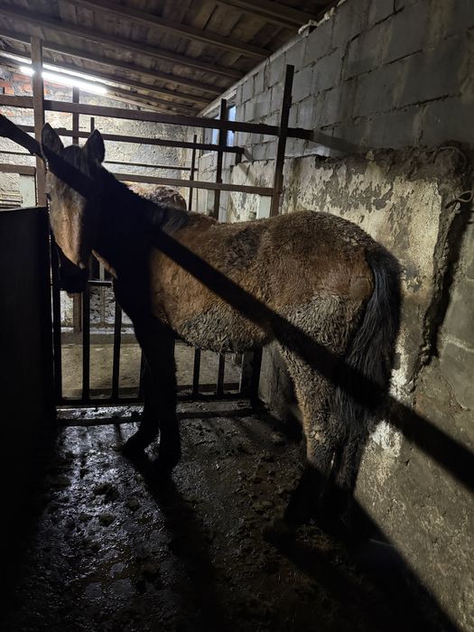 Лошади на развод