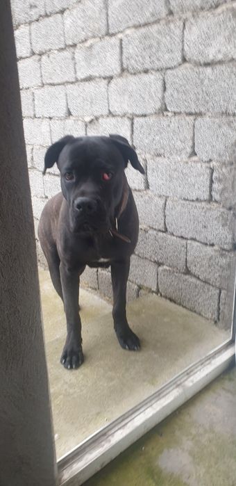 Кане корсо тигровый пародистый кабель привит 8 месячный