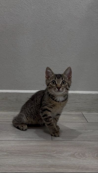 Мышелов котенок отдаем в добрые руки