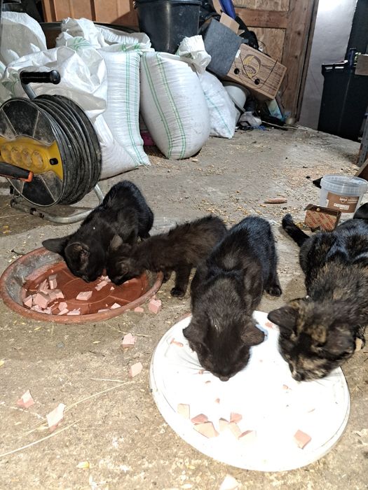 Pisici pt adopție
