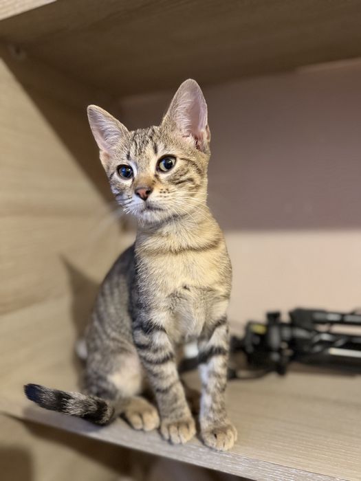 Adoptie pereche motan si pisica