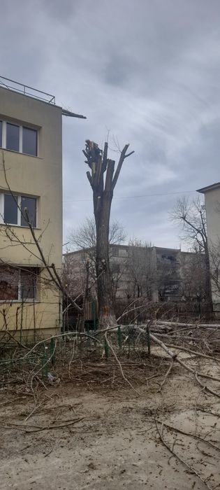 Taiere copaci /toaletare program 24/7 deplasare oriunde in București/