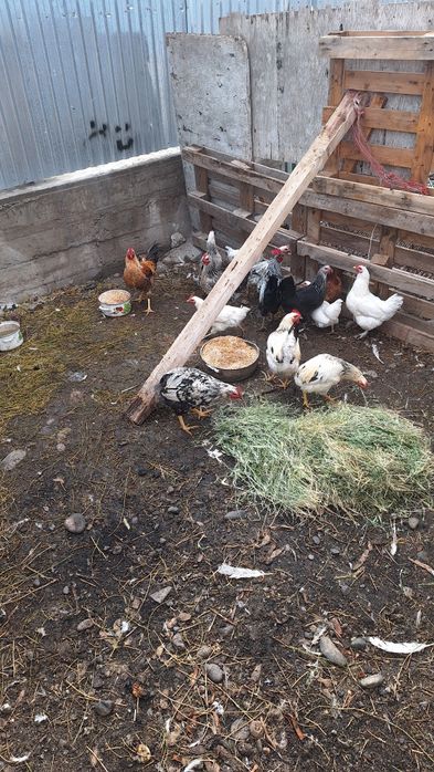 Продам кур домашних несуться