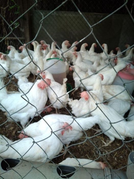 Куры несушки былые в наличии