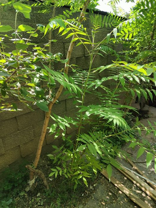 Саженцы дерева Сумах продам