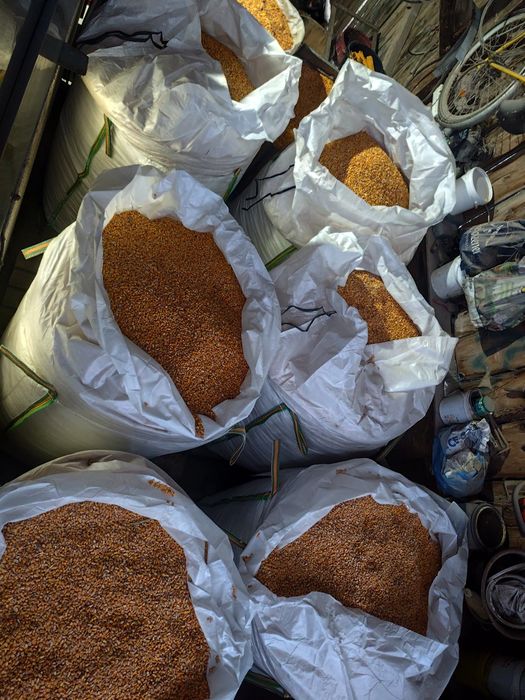 Vând porumb boabe și faina de porumb.