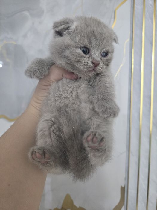 Шотландский фолд девичка и мальчик
